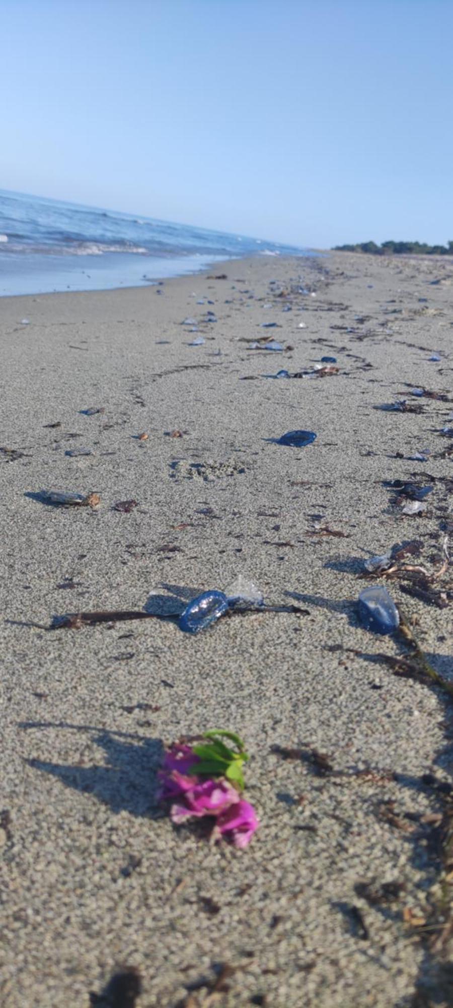 Villa Les Pieds Dans L'Eau Borgo  Kültér fotó